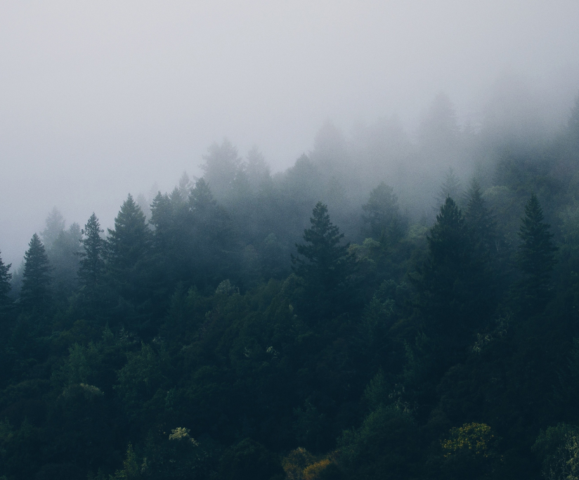 Forest in northern Sweden